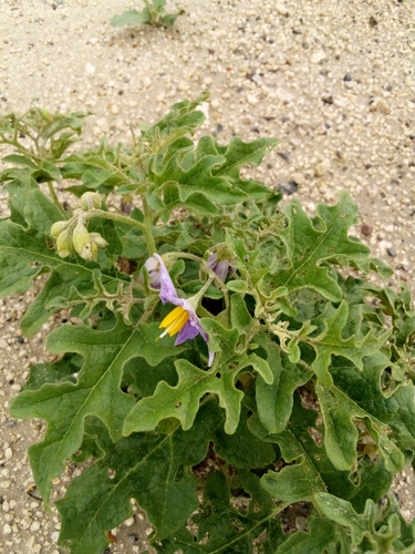 Solanum dimidiatum (western horsenettle)
