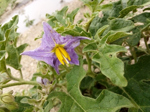Solanum dimidiatum (western horsenettle) (alternate view 2)