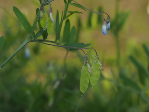 Vicia tetrasperma (Lentil Vetch)
