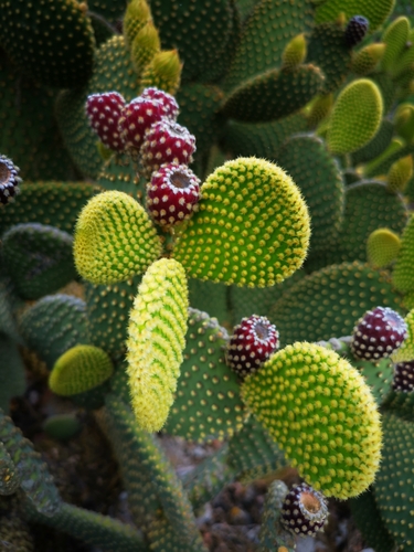 Opuntia microdasys (Bunny Ears Cactus)
