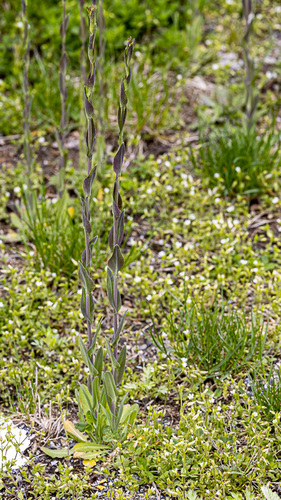 Turritis glabra (Tower Mustard) (alternate view 4)