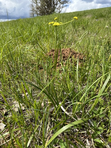 Lomatium triternatum (Ternate Desert-parsley) (alternate view 10)