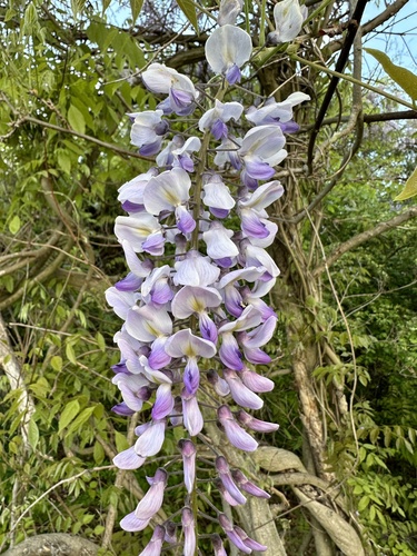Wisteria floribunda (Japanese wisteria) (alternate view 4)