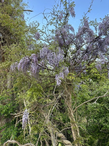 Wisteria floribunda (Japanese wisteria) (alternate view 5)