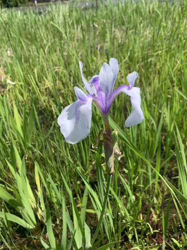 Iris laevigata (alternate view 8)