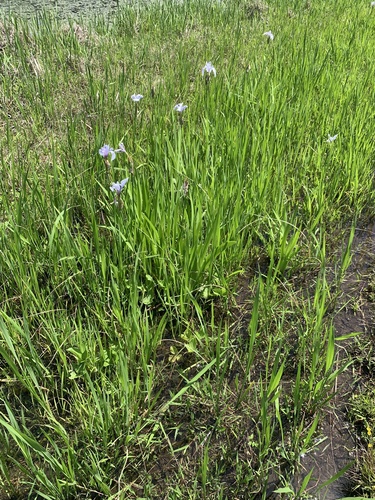 Iris laevigata (alternate view 9)