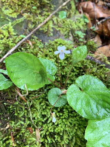 Viola blanda (sweet white violet) (alternate view 3)
