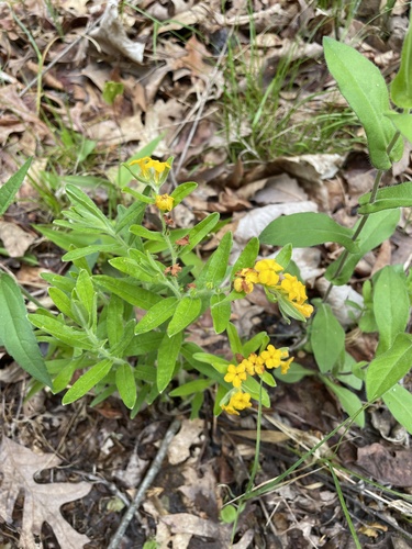 Lithospermum canescens (hoary puccoon) (alternate view 5)