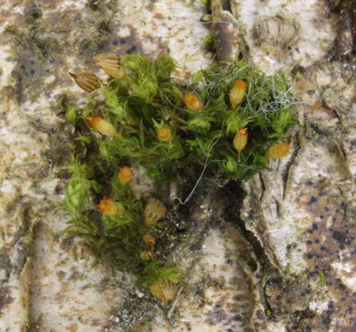 Orthotrichum pulchellum (Elegant Bristle-moss)