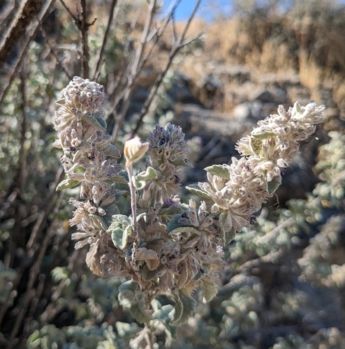 Condea emoryi (desert lavender) (alternate view 8)