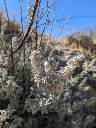 Condea emoryi (desert lavender) (alternate view 9)