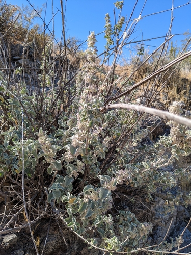 Condea emoryi (desert lavender) (alternate view 10)
