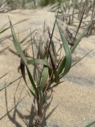 Panicum amarum (Bitter Panicgrass)