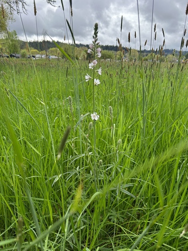 Sidalcea campestris (Meadow Checker-mallow) (alternate view 6)