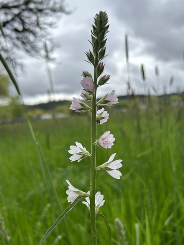 Sidalcea campestris (Meadow Checker-mallow) (alternate view 7)
