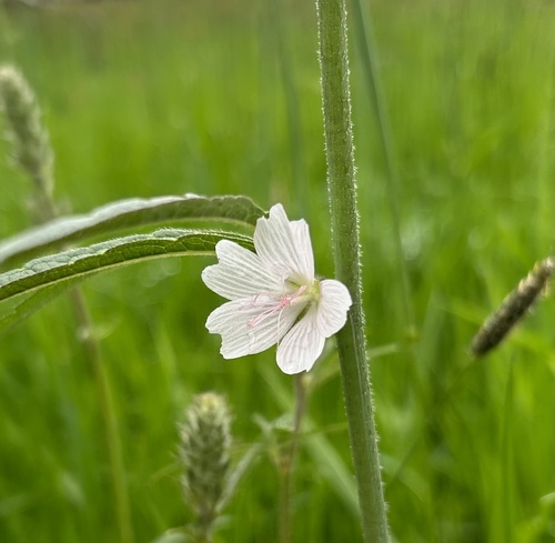 Sidalcea campestris (Meadow Checker-mallow) (alternate view 8)