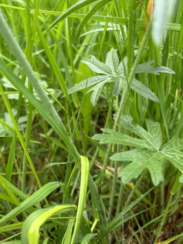Sidalcea campestris (Meadow Checker-mallow) (alternate view 10)
