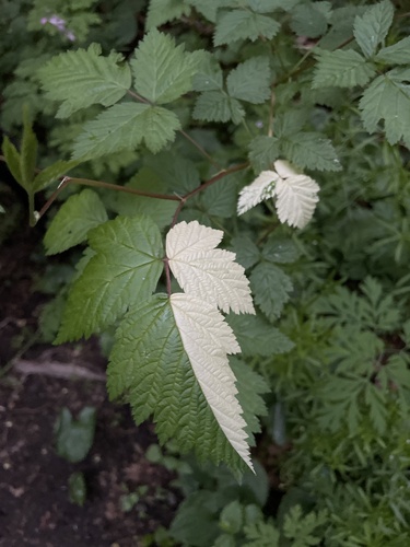 Rubus spectabilis (salmonberry) (alternate view 2)