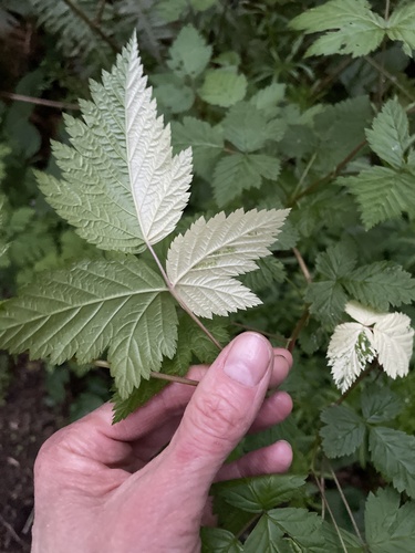Rubus spectabilis (salmonberry) (alternate view 3)