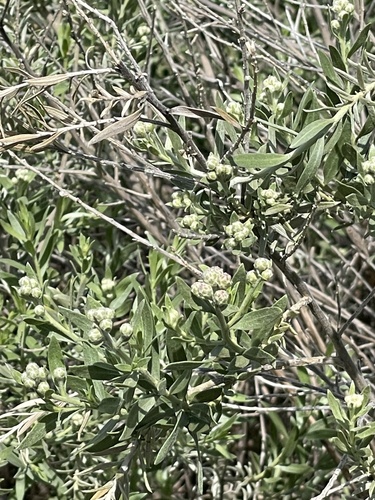 Pluchea sericea (arrowweed) (alternate view 3)