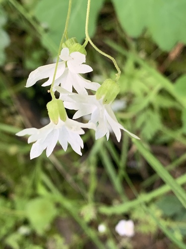 Lithophragma heterophyllum (hillside woodland star)
