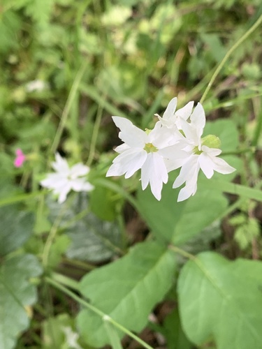 Lithophragma heterophyllum (hillside woodland star) (alternate view 2)