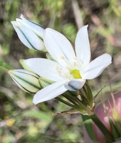 Triteleia hyacinthina (White Brodiaea) (alternate view 5)