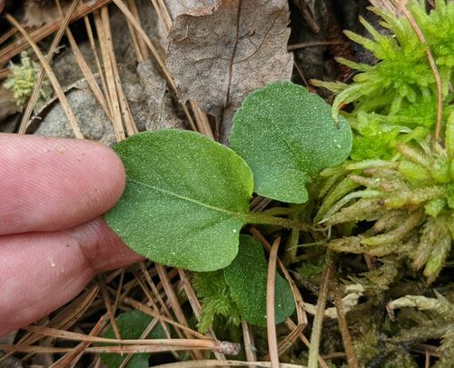 Viola primulifolia (primrose-leaved violet) (alternate view 3)