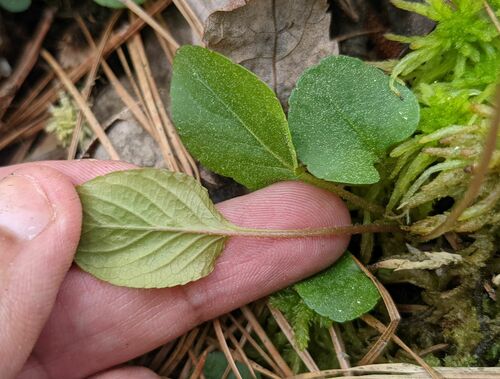 Viola primulifolia (primrose-leaved violet) (alternate view 4)