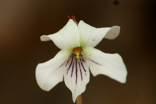 Viola primulifolia (primrose-leaved violet)