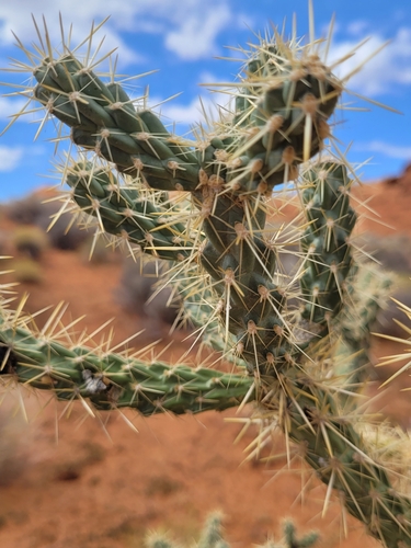 Cylindropuntia whipplei (Whipple's Cholla)