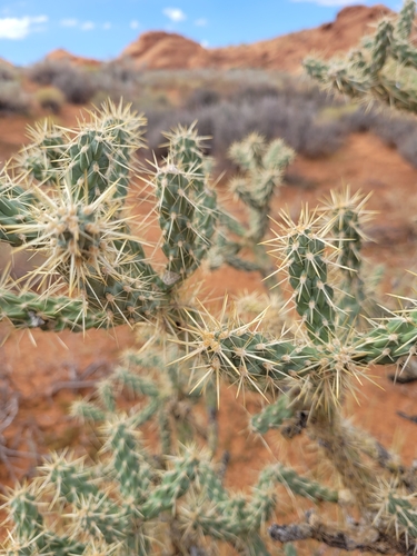 Cylindropuntia whipplei (Whipple's Cholla)