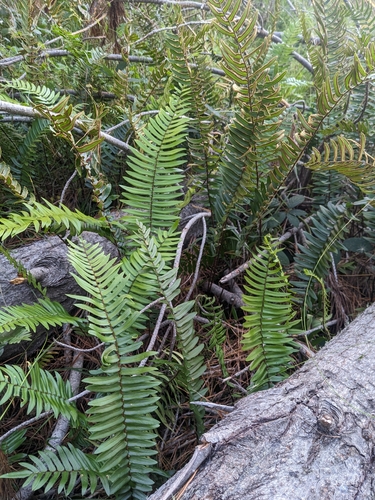 Pellaea falcata (Sickle Fern) (alternate view 5)