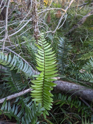 Pellaea falcata (Sickle Fern) (alternate view 6)