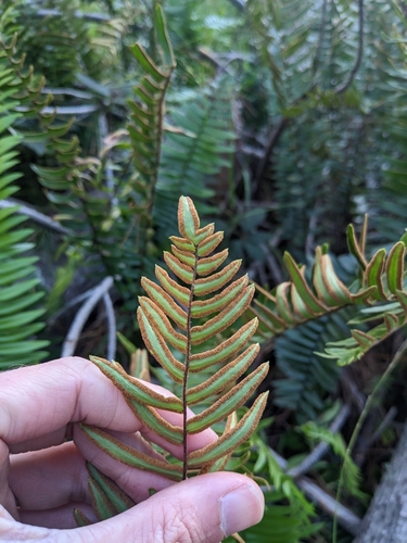 Pellaea falcata (Sickle Fern) (alternate view 7)