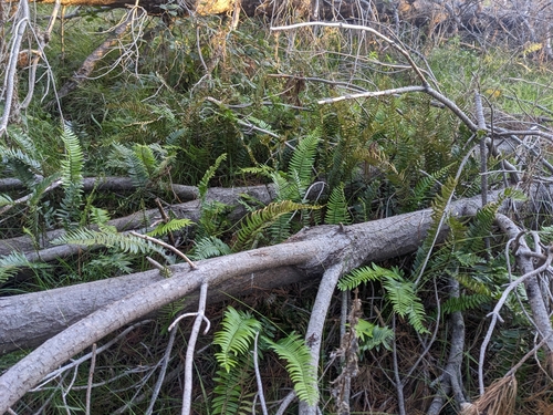 Pellaea falcata (Sickle Fern) (alternate view 8)