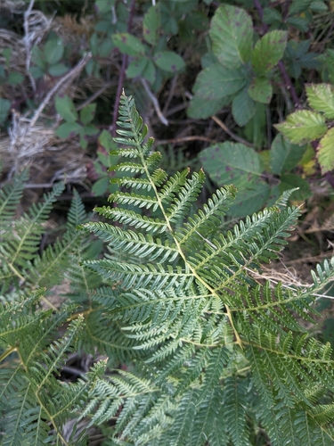 Pteridium esculentum (Austral Bracken) (alternate view 10)