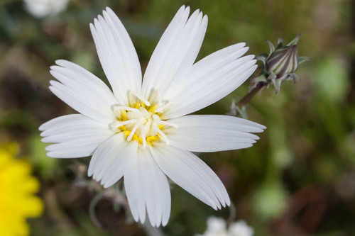 Rafinesquia neomexicana (Desert Chicory) (alternate view 5)