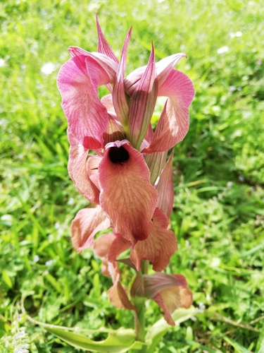 Serapias (Tongue Orchids)
