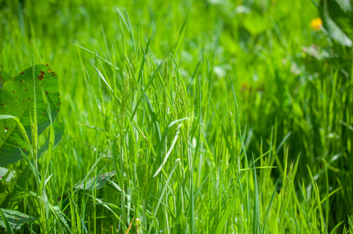 Bromus hordeaceus (common soft brome)