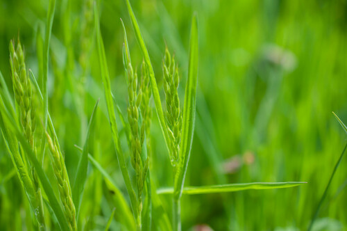 Bromus hordeaceus (common soft brome)