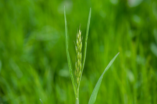 Bromus hordeaceus (common soft brome)