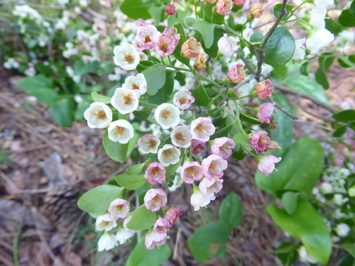 Vaccinium arboreum (sparkleberry) (alternate view 6)