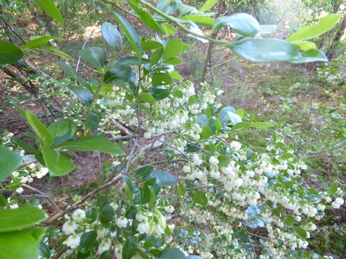Vaccinium arboreum (sparkleberry) (alternate view 8)