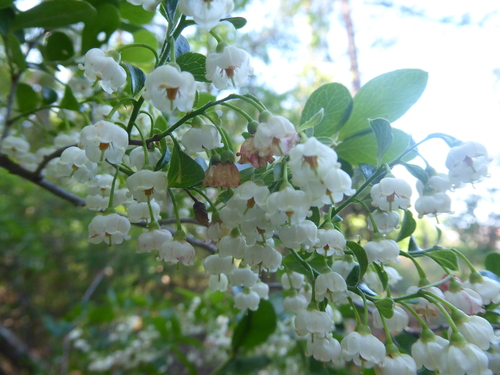 Vaccinium arboreum (sparkleberry) (alternate view 7)