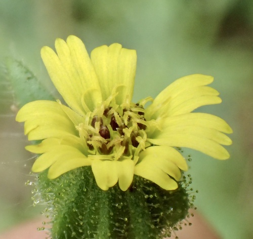 Madia gracilis (grassy tarweed)