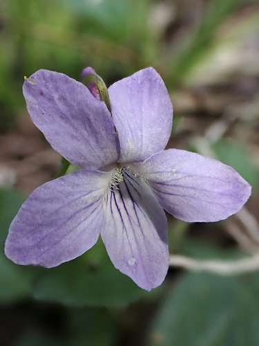 Viola labradorica (Labrador violet) (alternate view 7)