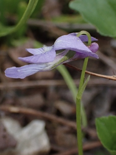 Viola labradorica (Labrador violet) (alternate view 8)