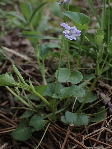 Viola labradorica (Labrador violet) (alternate view 9)