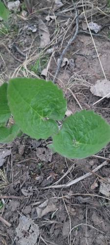 Arnica cordifolia (heartleaf arnica) (alternate view 2)